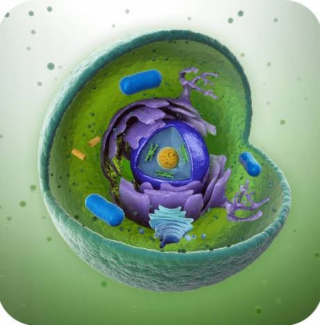 কোষ (Cell)