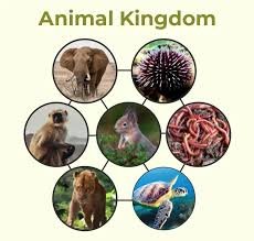 Animal Kingdom Classification(প্রাণীজগতের শ্রেণিবিন্যাস) - Set 1